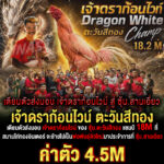 วัน อังคารที่9 นี้ไปรับพ่อพันธุ์ตัวใหม่มาประจำการที่ ซุ้ม.สามเอี่ยว เจ้าดราก้อนไวน์ ด้วยค่าตัว4.5M ฝากติดตามด้วยครับ